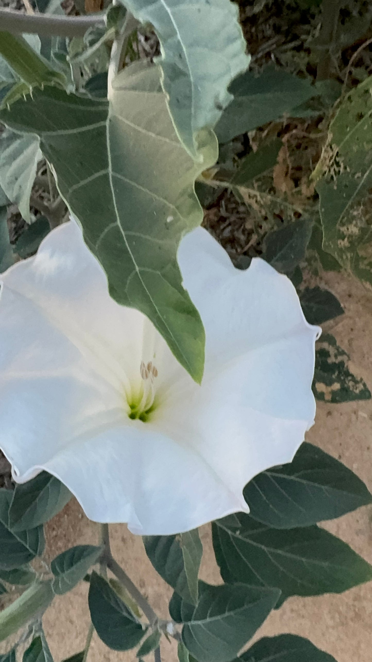 Datura/ Moonflowers Dried Pack of 3 Blooms