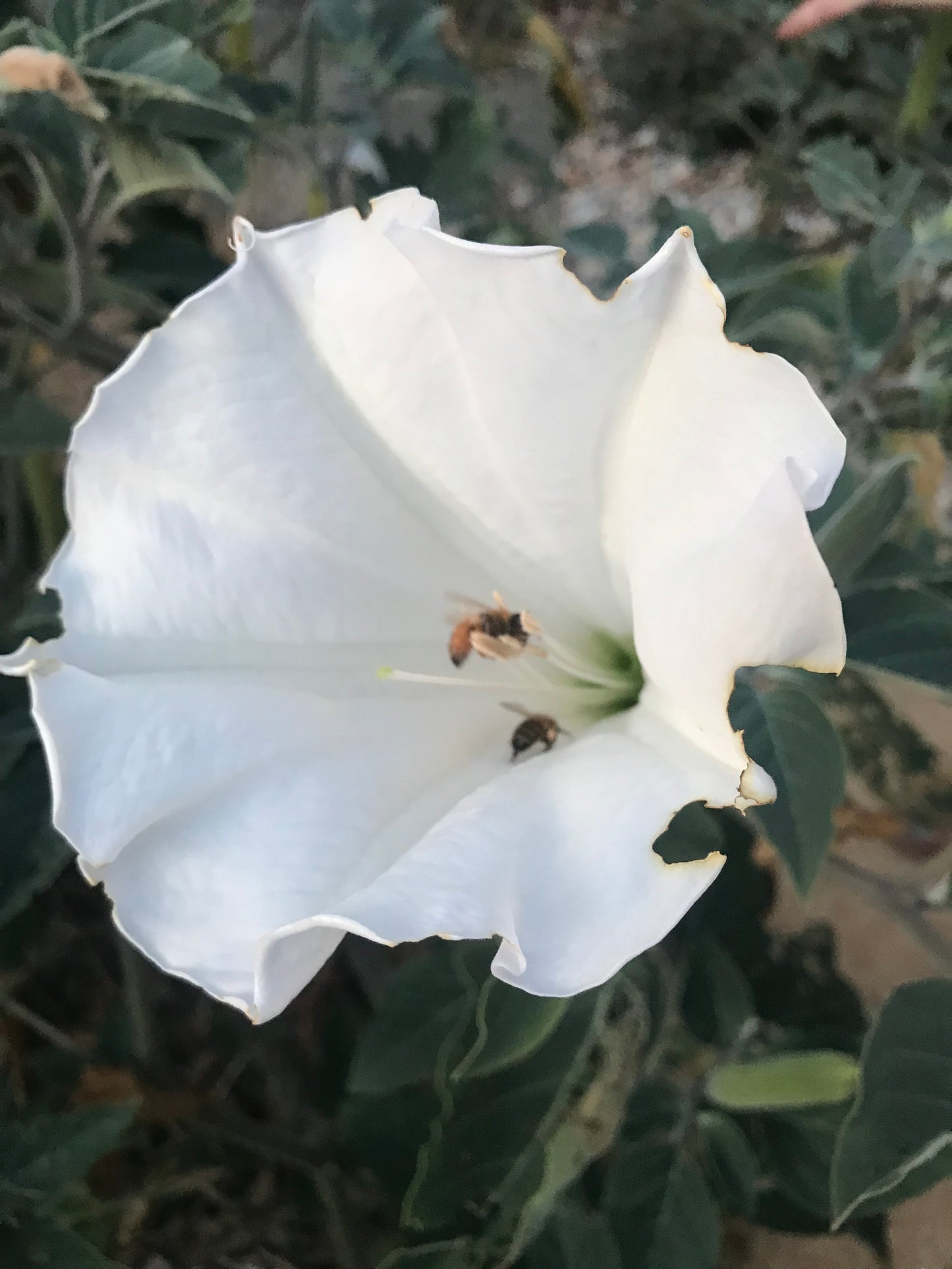 Datura/ Moonflowers Dried Pack of 3 Blooms