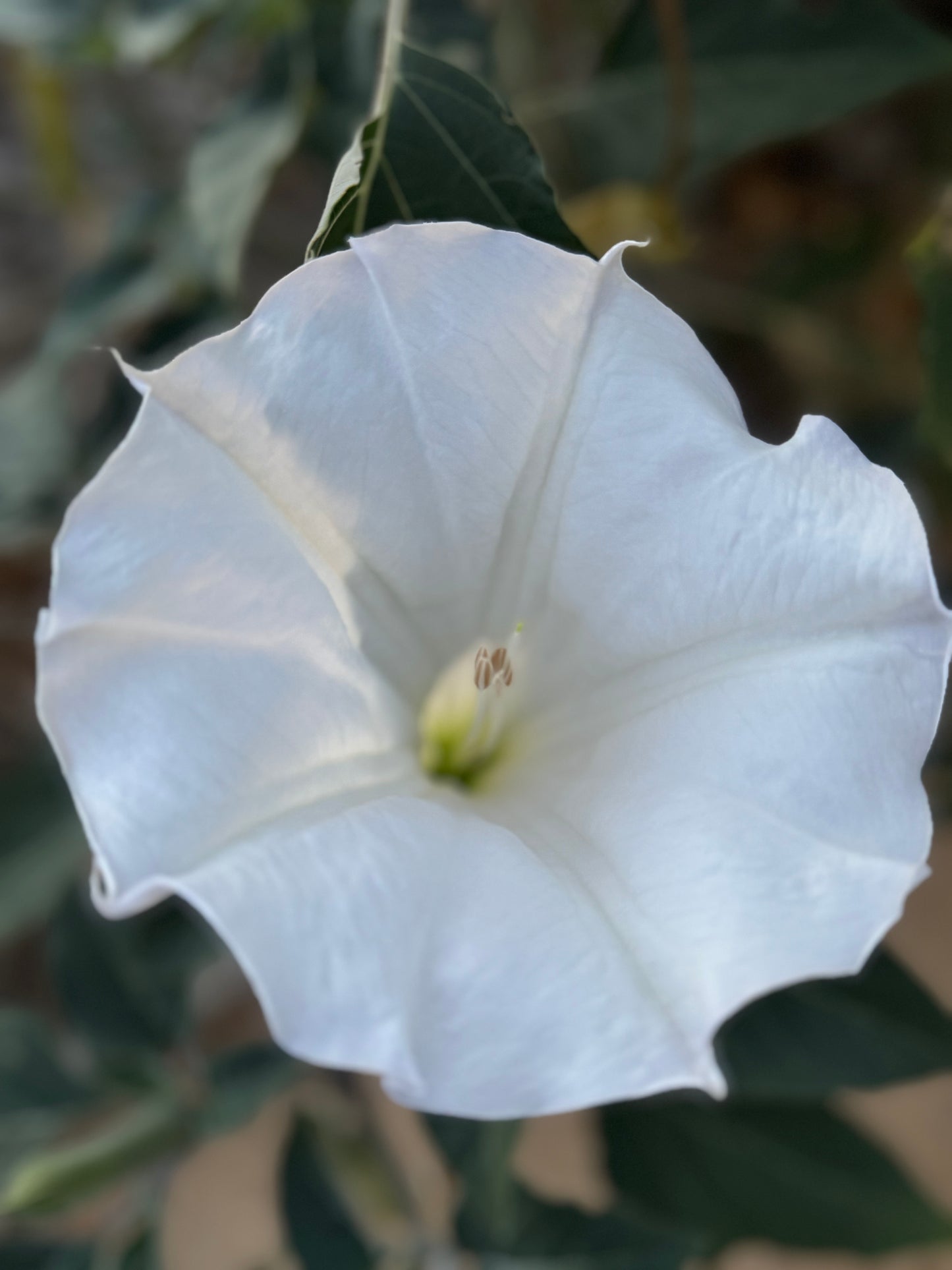 Datura/ Moonflowers Dried Pack of 3 Blooms