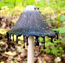 Blue ink cap mushroom crocheted hat